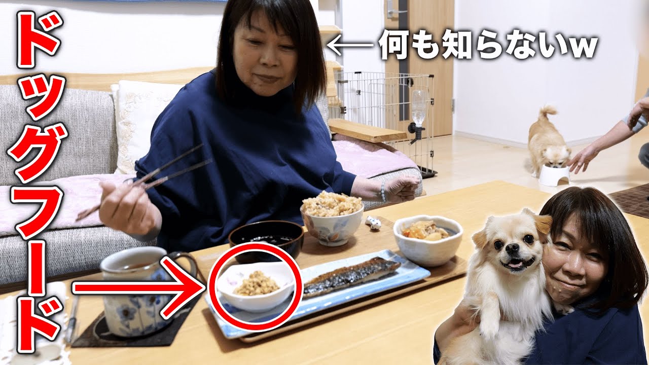 愛犬用の”激ウマ”ご飯を内緒でオカンに食べさせてみたw w w【チワワのシナモン】