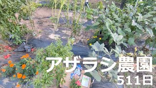511日 今年の冬も農園を続ける【アザラシ農園】