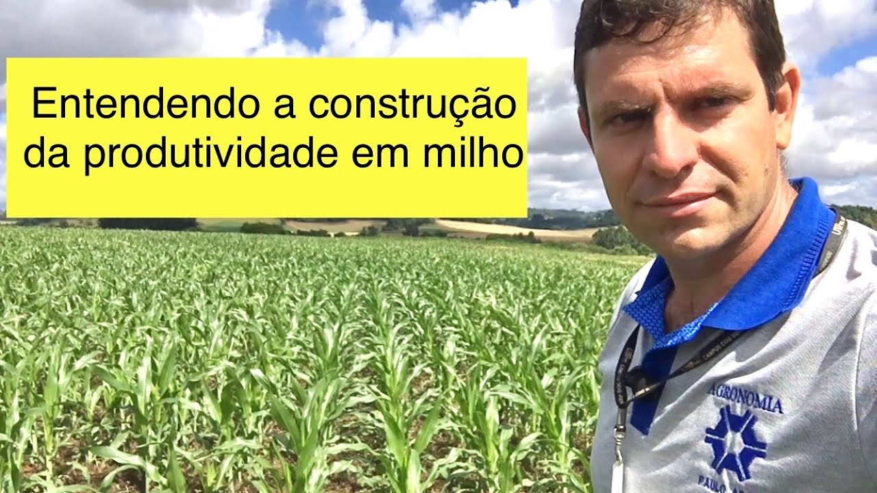 Estádios de definição dos componentes de rendimento associados a estratégias de manejo em Milho