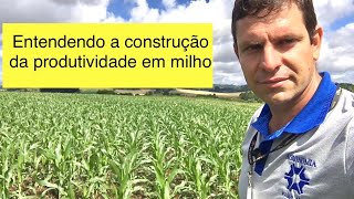 Estádios de definição dos componentes de rendimento associados a estratégias de manejo em Milho