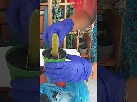 ￼ ne kadar da kolay oldu #maymunah #flowers #cactus #çiçek #çiçekbakimi #çiçekbakımı #cicek #monkey