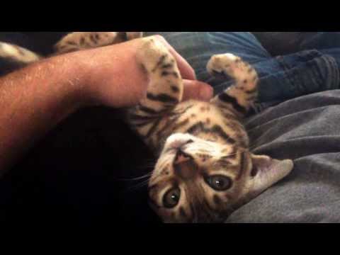 แมวพูดได้