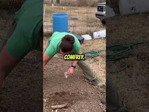 Boosting Soil: Comfrey & Compost for Your Garden