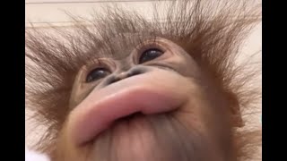 Cover art for Goofy Monkes