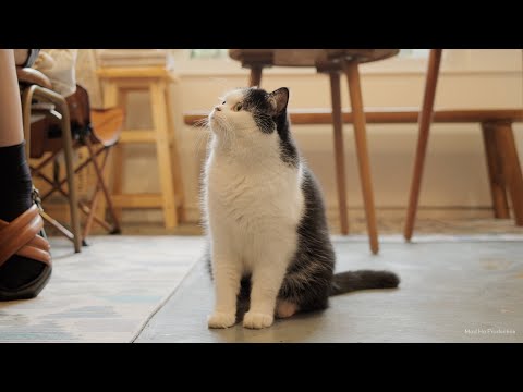 漫长的咖啡时光-富士X100VI视频实拍【低调君的Vlog｜Vol.84】