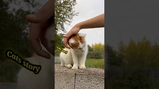 Cats are very kind !❤️ #cat #cats #cute #kitten #cats_storyy ✨