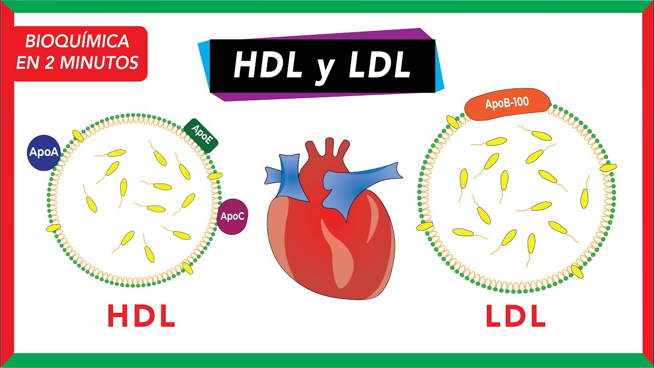 Bioquímica en 2 minutos: LDL y HDL