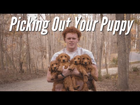 How To Pick A Puppy