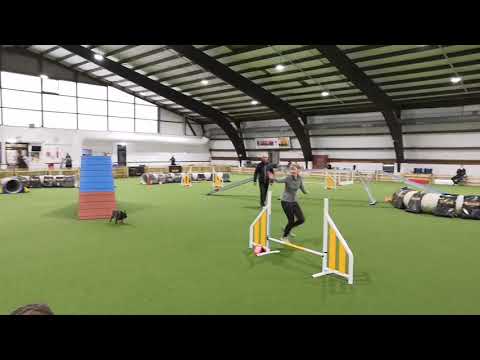 Cairn Terrier Agility