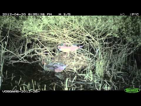 Goose nest robbed by fox and stone marten