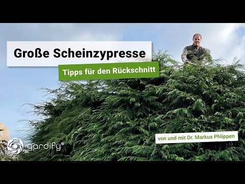 Large False Cypress: Tips for Pruning | gardify Tips