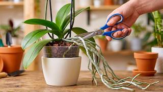STOP Cutting Orchid Aerial Roots! This Simple Trick Revives Orchids Fast.