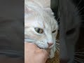Cream Tabby Cat Vs Finger Shorts