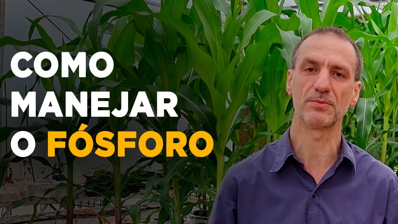 COMO MANEJAR O FÓSFORO NA AGRICULTURA BRASILEIRA