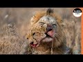 Cheetahs Aren't FASTER Than Lion's Brutal Kill of Cubs