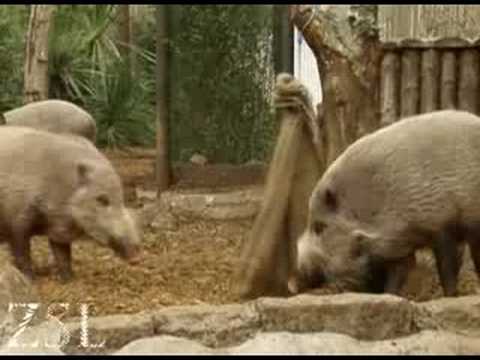 Enriched animals at ZSL London and Whipsnade Zoos