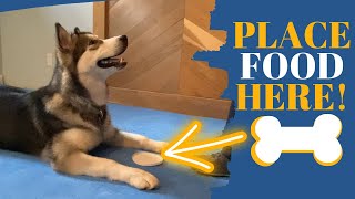 Fun Attention Pattern Game for Your Dog!