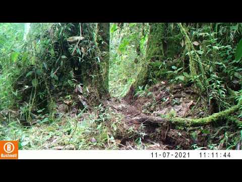 Registro en fototrampeo de Fauna Silvestre de Pitalito Huila - Pipreola riefferii