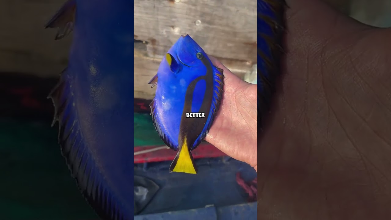 They Found Dory While Fishing 😱 #shorts