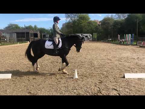 Georgie Hadaway and Cynheidrefawr Ceidrych BE 97 dressage test