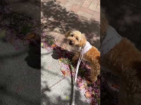 経営学科 快晴の中元気に散歩するトイプードル9ヶ月 #toypoodle　#トイプードル