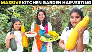 Download lagu Final Harvesting of the Season 2025 in UK Kitchen Garden| Vegetable Garden in UK mp3 Download lagu Final Harvesting of the Season 2025 in UK Kitchen Garden| Vegetable Garden in UK mp3