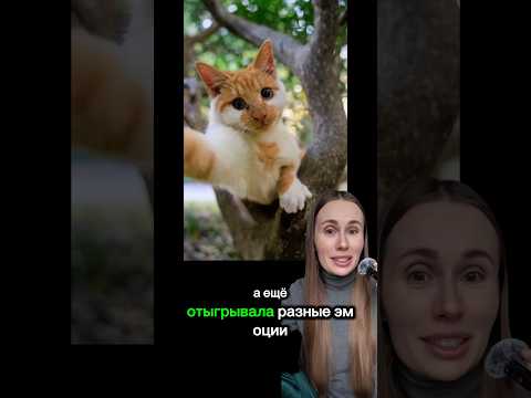 НАСТОЯЩАЯ МОДЕЛЬ, КОШКА ПОЗИРУЕТ ФОТОГРАФУ НА ДЕРЕВЕ