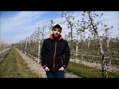 Miodówka gruszowa i mszyce – zwalczanie przed kwitnieniem