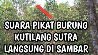 Download lagu Suara pikat burung kutilang sutra mantap langsung di sambar || jernih mp3 Download lagu Suara pikat burung kutilang sutra mantap langsung di sambar || jernih mp3