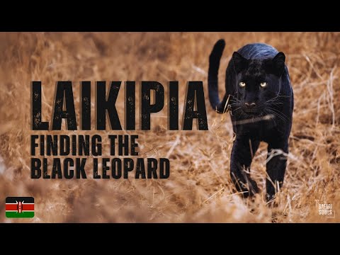 In Search of Africa’s Rare Black Leopard | Laikipia Wilderness Camp