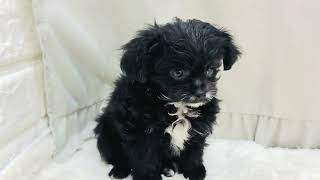 ハーフ犬の動画01