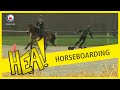 HEA! Horseboarding