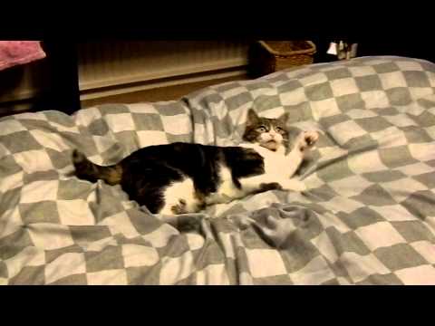 Simmy The Fat Ninja Cat 5