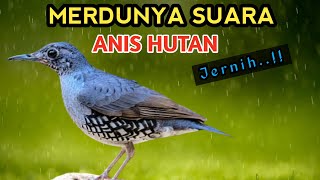 Download lagu Suara Merdu Anis Hutan - Sunda Thrush mp3 Download lagu Suara Merdu Anis Hutan - Sunda Thrush mp3