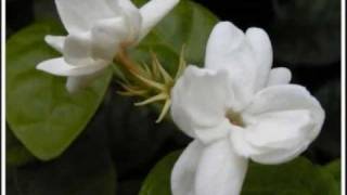 Summer Breeze - Wayman Tisdale feat Laylah Hathaway