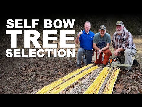 Self-Bow Making - Finding the Perfect Tree