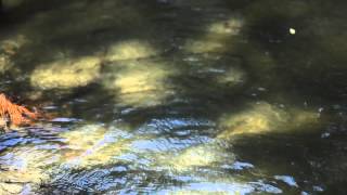 "I never liked Emily" Creepypasta