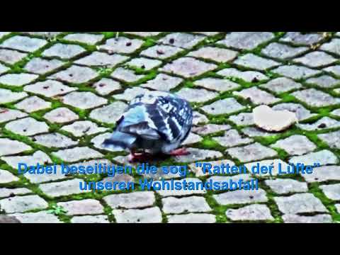 Stadttauben - v. Lydia Keck - Die sog. "Ratten der Lüfte" sind hoch intelligente Tiere.