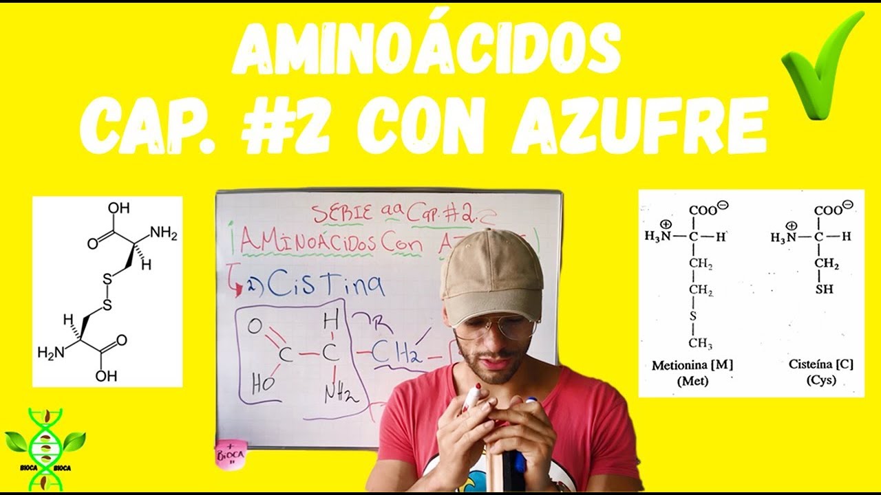 ¿Qué son los aminoácidos azufrados? – LIB ASK