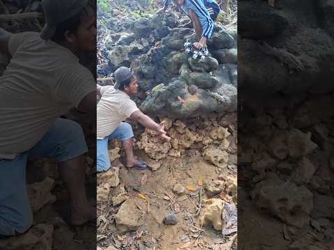 The sound attracts these small animals and Jombo#animals #nature #vidioshort