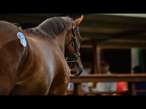 2018 Gold Coast March Yearling Sale - Day 1 (Live Stream Archive)