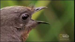 Download lagu Lyre Bird Mimicking Humans mp3