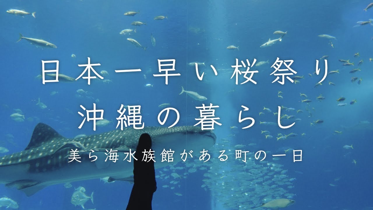 【日本一早い桜🌸2023】映画「糸」の古民家で暮らしてみた | 桜まつりと美ら海水族館｜フクギ並木｜沖縄そば｜1月にお花見できる本部町の琉球寒緋桜｜田舎暮らしvlog