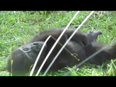 Yamila, nuestra cría de gorila, disfruta de la primavera en Zoo