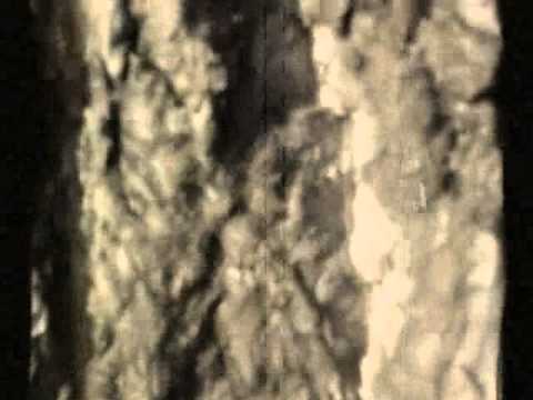 PAVOL HAMMEL - Letí leto (Šálka čaju, rarity1)