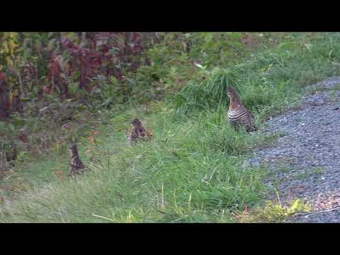 "Ruffed Grouse" Take flight!