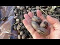 Small scale pecan harvesting