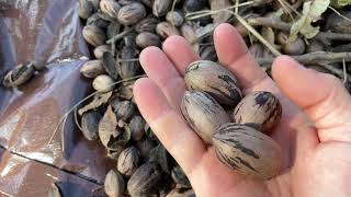 Small scale pecan harvesting