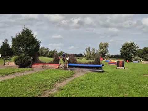 16h 5 year old filly - Image 2