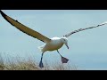 Albatrosses Use Their Nostrils To Fly | Nature's Biggest Beasts | BBC Earth